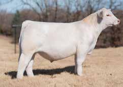 Of course his pedigree was nothing to sneeze at either, his sire was the 2013 National Champion Bull and his dam the premier donor Baldridge Sweetheart 7M!
