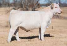 was also the 2013 American Royal Breeders Classic Grand Champion Bull. Now let s turn our attention to the dam of these ET prospects.
