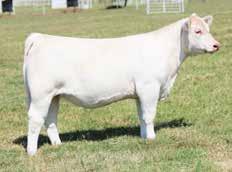 The dam of TR Mr Diablo 2742 is Mustang Sally that sold for $65,000 to Reimann and Schnoor in the 2014 Embryos On Snow sale, CML Diablo s dam is also the dam of CML Encore the Reserve National