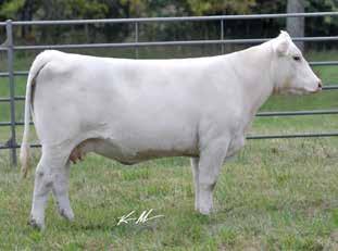 Jerry says that, here is a moderate framed herd sire prospect that is right for the times. We think enough of him to keep a 1/3 semen interest to keep using him in our herd.
