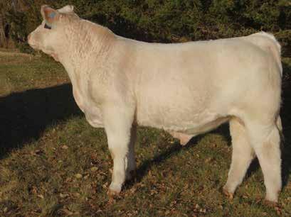 5 34 52 8-1 25 1 189.16 One of the very first sons of the $125,000 half interest WC Milestone 5223 to come across the auction block! He will excite many a breeder that makes the trip to Denver.