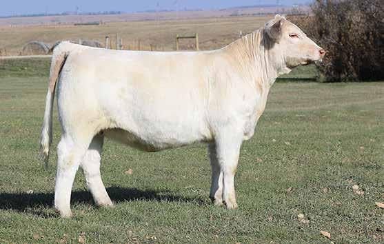 22 DONATION SHOW & BROOD COW PROSPECT HFCS MS EMBER E160 4/10/2017 F1243928 P TR MR WRANGLE UP 2502Z TR HF MR WRANGLE ON 5785 ET EM869497 HF MUSTANG SALLY 904 PLD WR WRANGLER W601 TR MS WRANGLER