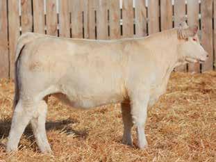 CAT3756NTW EPDs: 4.1 0.7 32 56 8 3.5 24 1.1 195.66 TO THE BENEFIT OF THE AMERICAN CHAROLAIS FOUNDATION (ACF) Youth & Education Fund!