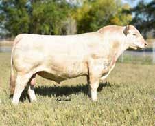 satterfield Choice of Herd Open Heifers SC Miss Barbra 1254 LT Patriot 4004 Pld M6 Ms Jewel 428 P RBM Fargo Y111 2 CHOICE OF SATTERFIELD 2017 FALL & 2018 SPRING HEIFERS M6 Ms New Jewel