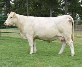 That s right, your choice of any ET or natural born heifer calf from the fall 2017 heifer calves or the spring born 2018 heifer calves in the Satterfield Charolais herd.