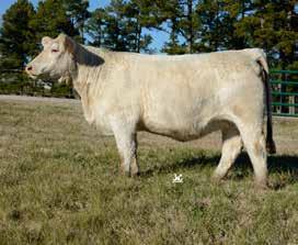 Most of the calves are sired by LT Patriot 4004 Pld the high-selling bull during the 2015 Lindskov-Thiel Ranch Bull Sale at $105,000 and LT Landmark 5052 the $125,000 2016 Lindskov-Thiel