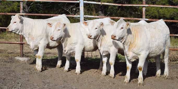 HUBERT CHAROLAIS RANCH Choice of Herd Open Heifers Miss HCR Ruthann 7050 P - Rushmore X Western Edge Miss HCR Frances 7108 P - Fresh Air X Ledger 3 CHOICE OF HUBERT CHAROLAIS RANCH HEIFERS Miss HCR