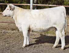 Lady Ease 914 is also the dam of SR/NC Field Rep and M6 Cool Rep 8108, was the driving factor in the successful M6 Ranch genetics that started the famous Germaine cow lines.