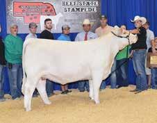 sire in the country M&M Outsider 4003 Pld! The Outsider heifers have dominated the shows this past year, not only in the purebred shows, but the club calf world as well.