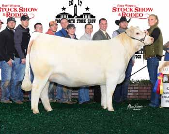 Her flush mate brother WC Guns N Roses commanded $18,000 the next spring in the WC Bull Sale.