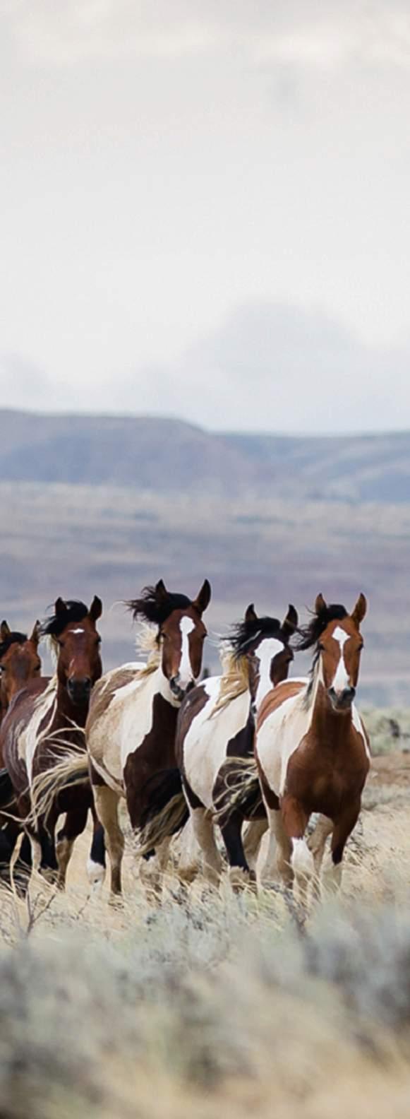 AWHPC SUPPORTER REACH OVER 500,000 FACEBOOK FOLLOWERS Monthly reach of over 2 million 700,000 views of video of the release of a family of wild horses we rescued from slaughter into a 5,000-acre