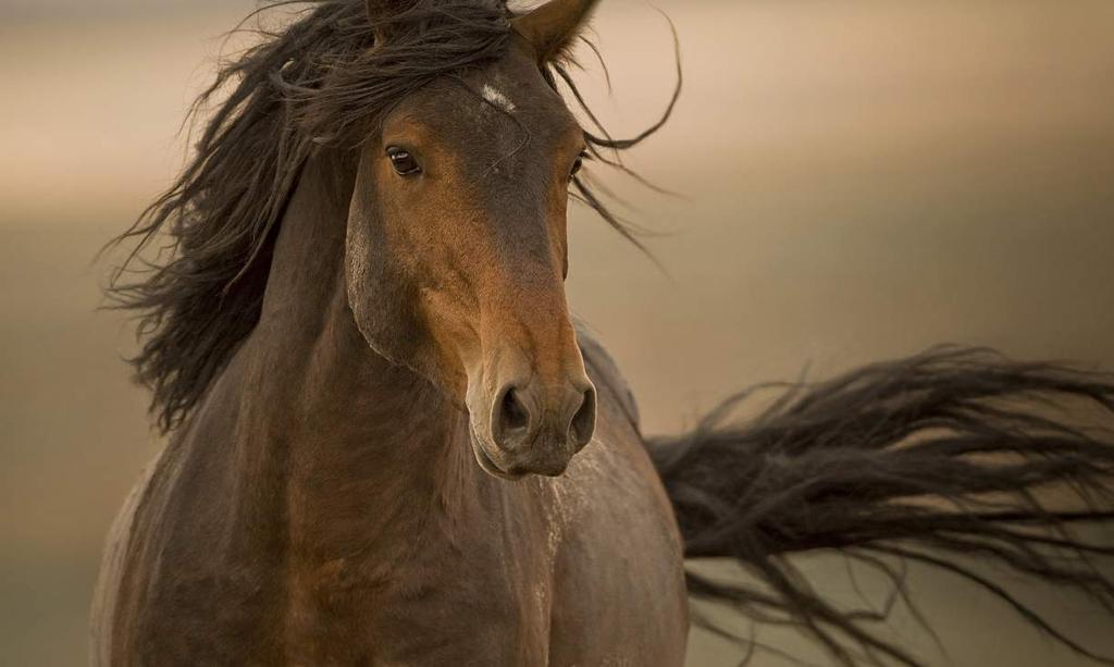 SAVING AMERICA S WILD HORSES & BURROS Nothing symbolizes America like the horse. America was settled and the West was won on the backs of horses.