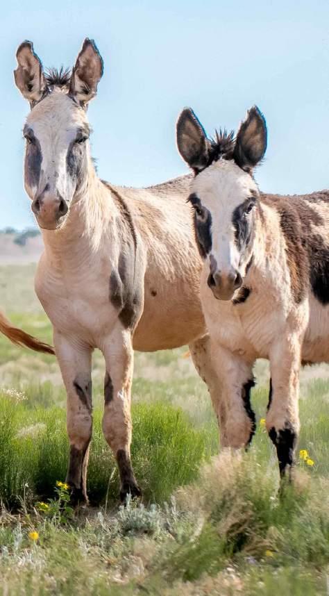 AWHPC BY THE NUMBERS WORKING TO PROTECT THE MORE THAN 70,000 WILD HORSES AND BURROS.