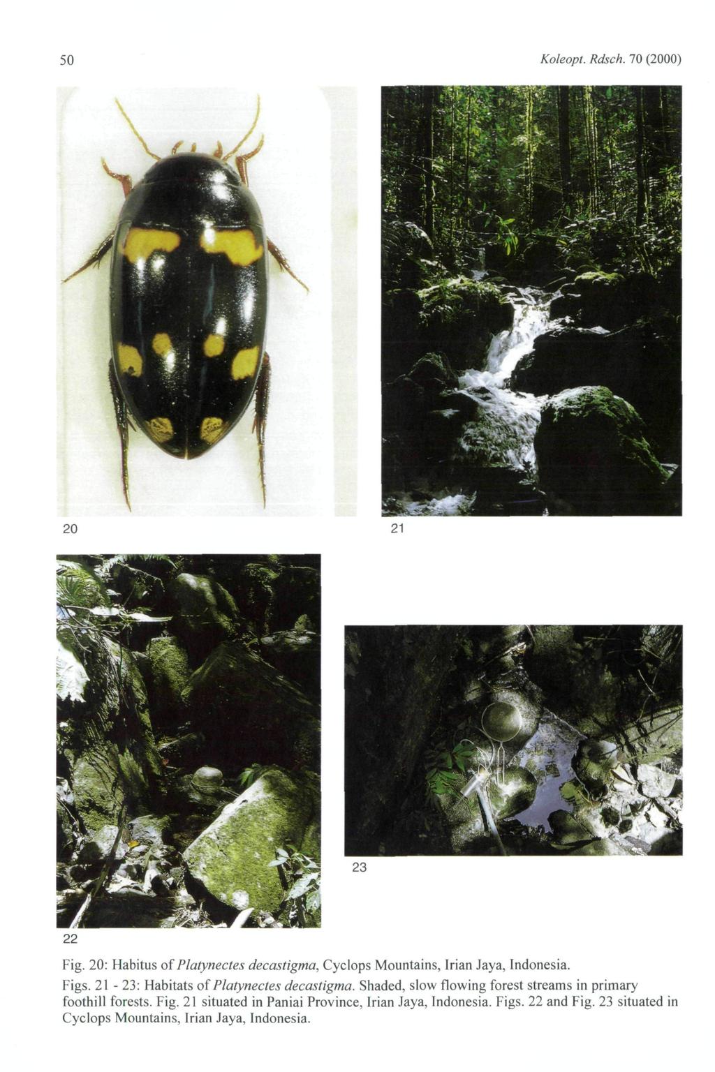 50 Koleopt. Rdsch. 70 (2000) Fig. 20: Habitus of Platynedes decastigma, Cyclops Mountains, Irian Jaya, Indonesia. Figs. 21-23: Habitats of Platynedes decastigma.