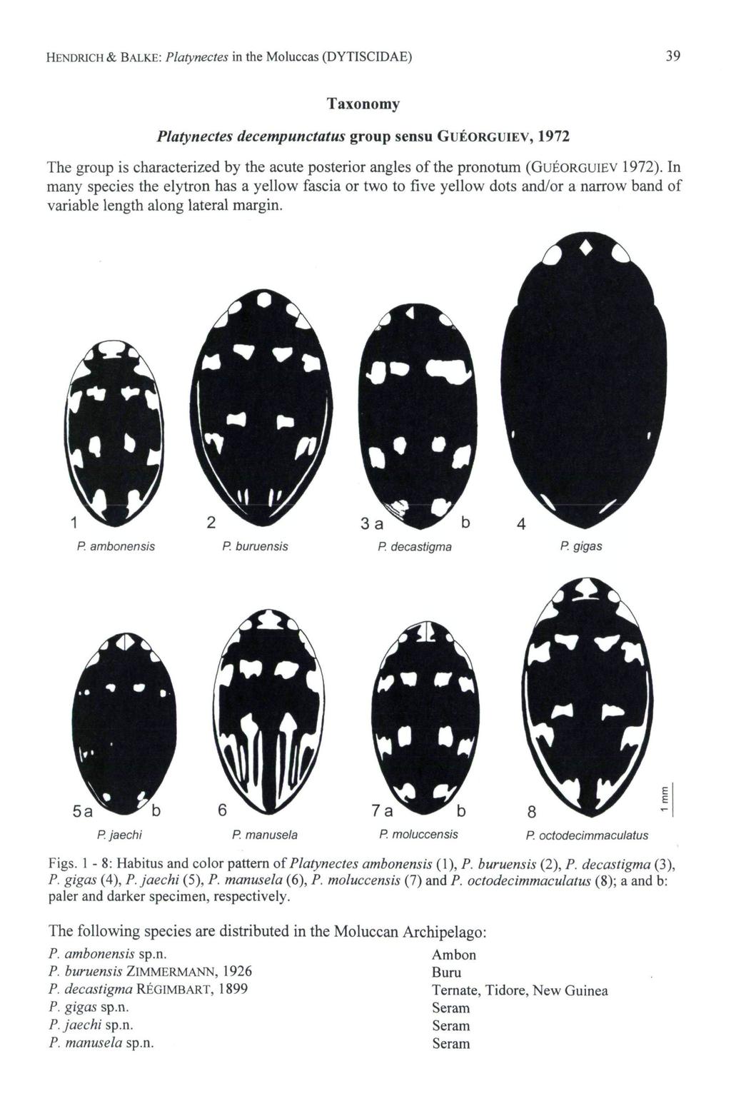 HENDRICH & BALKE: Platynectes in the Moluccas (DYTISCIDAE) 39 Taxonomy Platynectes decempunctatus group sensu GuEORGUiEV, 1972 The group is characterized by the acute posterior angles of the pronotum