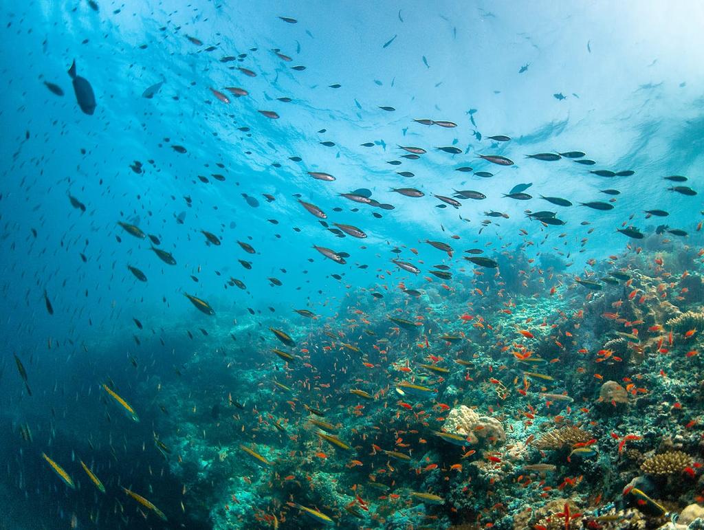 What sets the Maldives apart from other destinations is the teeming abundance of marine life. Due to the strict sustainable fishing policies, the ecosystems are intact and the reefs are healthy.