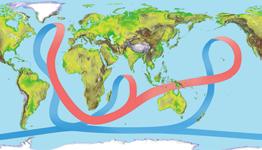 When the water reaches the poles, its temperature drops and salinity increases, making it more dense. Because the water is dense, it sinks and moves toward the equator.