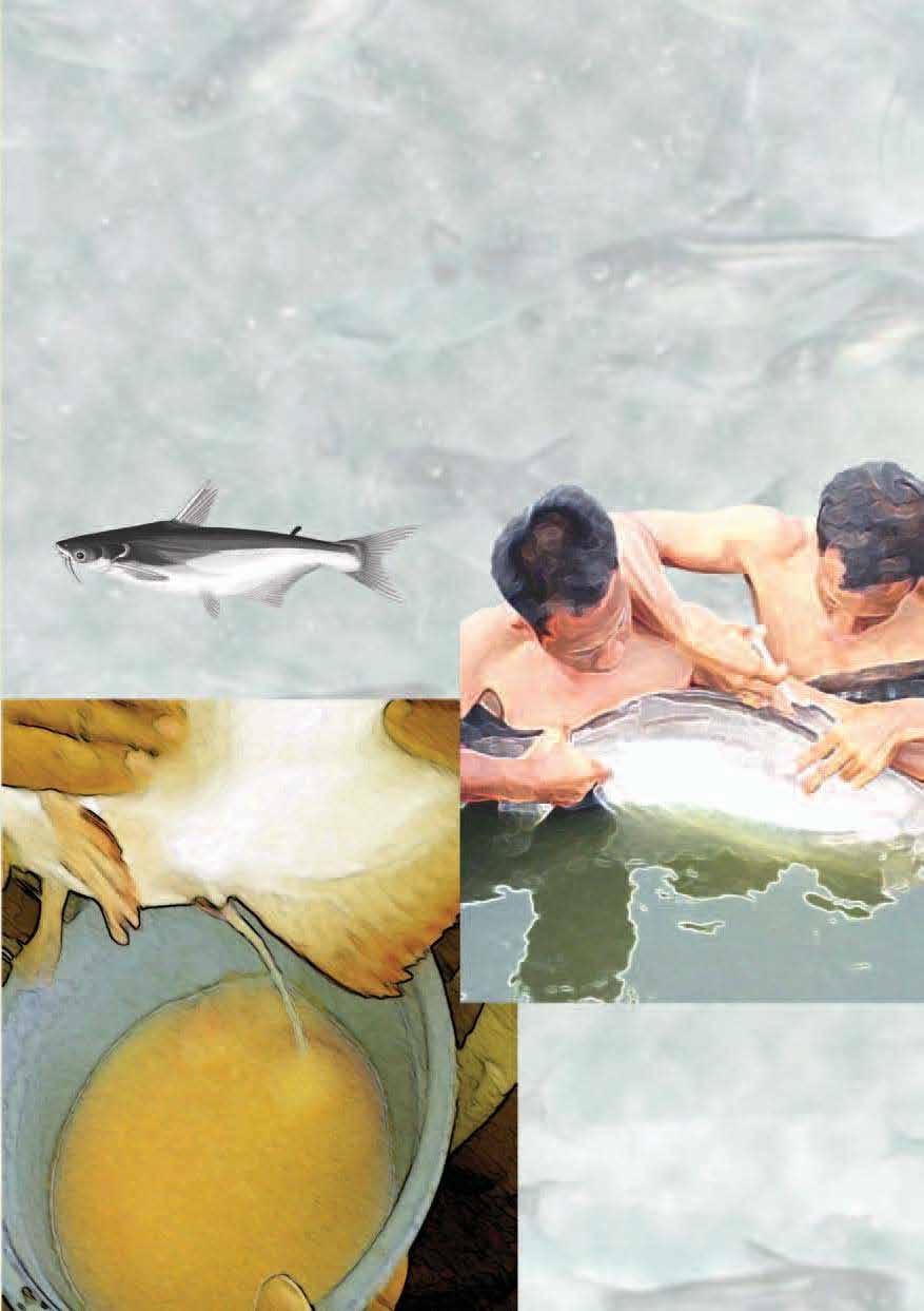 Technical Manual For Artificial Propagation Of The Indonesian Catfish,