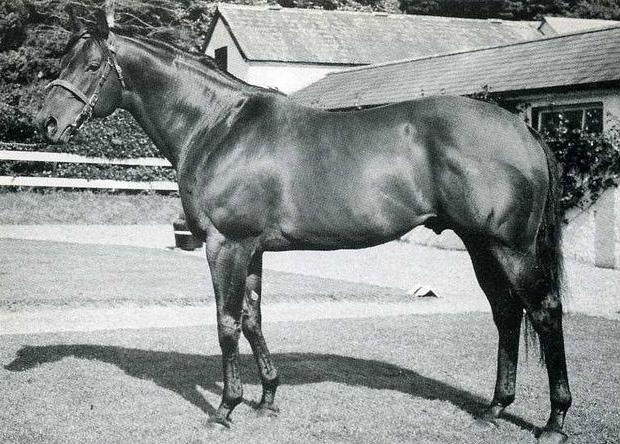 He did, of course, come up with a few decent sire-sons, but overall he proved to be a disappointing male-line influence, not helped by the fact that many of the better stallions from his line died