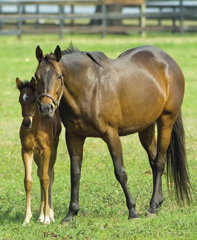 Attention Breeders FOAL CROP CERTIFICATION NEW FEE SCHEDULE No Breeders Awards can be paid until the name of a foal is submitted. YEARLINGS: September 30, 2016 Non-Member: $60.00 Member: $45.