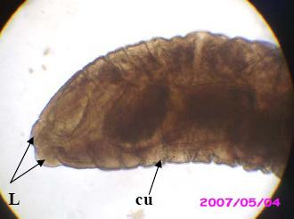 Eustrongylides sp. R.