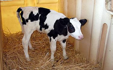 NRV CALF CARE PLAN continued twins) use more energy to maintain body temperature.