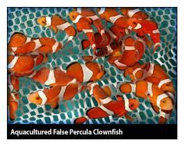 Marine Ornamental Fishes Common Names: Clownfish, etc. The roots of the U.S. marine ornamental tropical fish culture began in St. Petersburg, Florida, in the early s with the culture of clownfish.