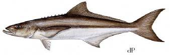 Cobia is a highly sought after food fish found in tropical and subtropical waters around the world.