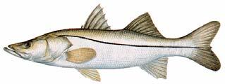 Common Snook Other Common Names: robalo, thin snook Scientific Name: Centropomus undecimalis 0 The geographic distribution of common snook includes Florida, South Texas, the eastern coasts of Mexico,