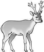Roe deer (a) Emily said,