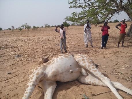Figure 7. Poached male giraffe in the Fakara area in 2016 Six giraffe were reported dead between the 2015 and 2016 census, 3 of them previously indexed in albums.