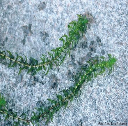 Elodea Nuttallii Underwater perennial plant May occur as a tangled mass Provides