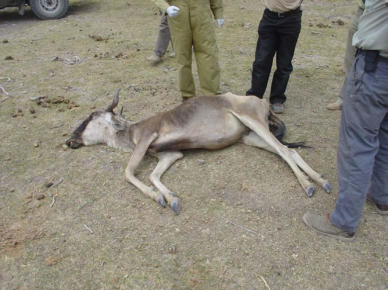Fresh emaciated carcass of a wildebeest, which died of a combination of the draught and secondary tick desease Friday 20 August At 6.00 a.m. a small team leaves camp to check for Ambogga.