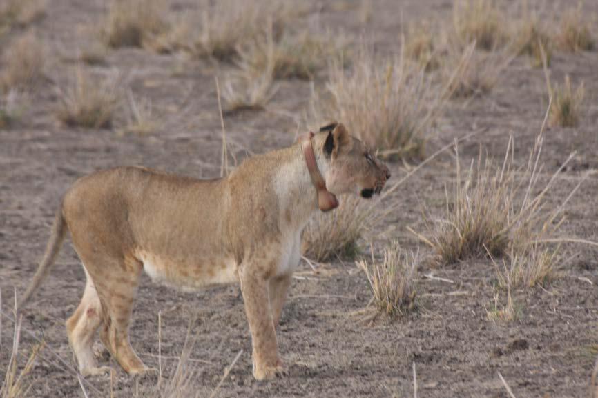 Lioness Willy with newly fitted collar Tuesday 18 August The team leaves camp at 6.00 a.m. and moves to Tortillus lodge. Radio tracking is done for Ambogga along the road, but no signals are received.