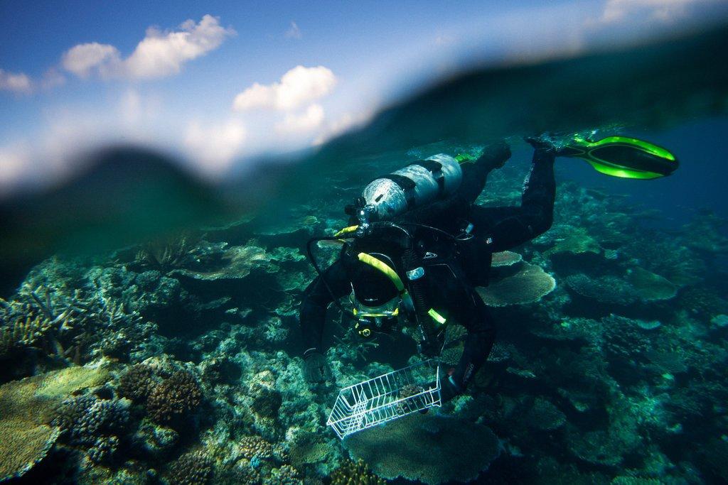 Building a Better Coral Reef As reefs die off, researchers want to breed the world s hardiest corals in labs and return them to the sea to multiply. The effort raises scientific and ethical questions.