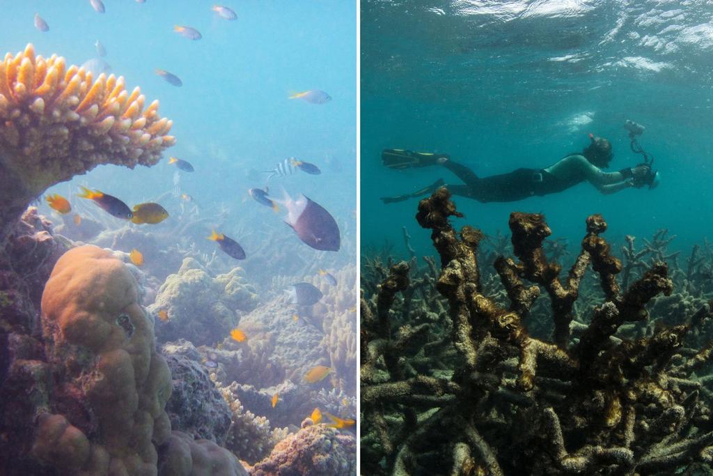 A section of healthy coral on the Great Barrier Reef, and an area where the coral has died.