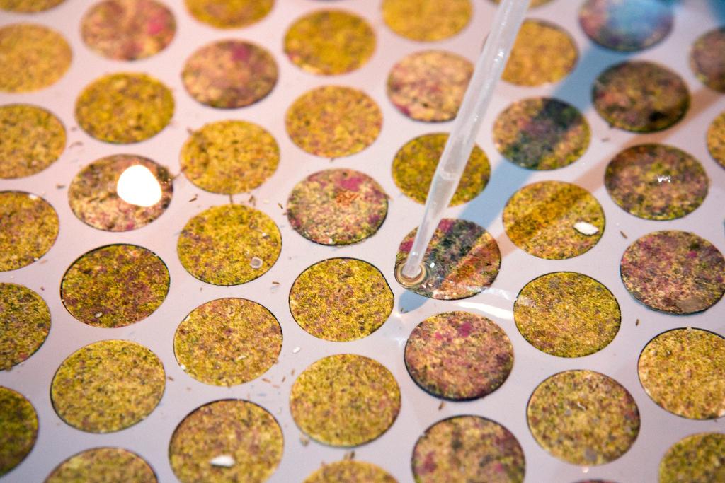 A researcher used a pipette to release coral larvae into trays to encourage settlement and growth.