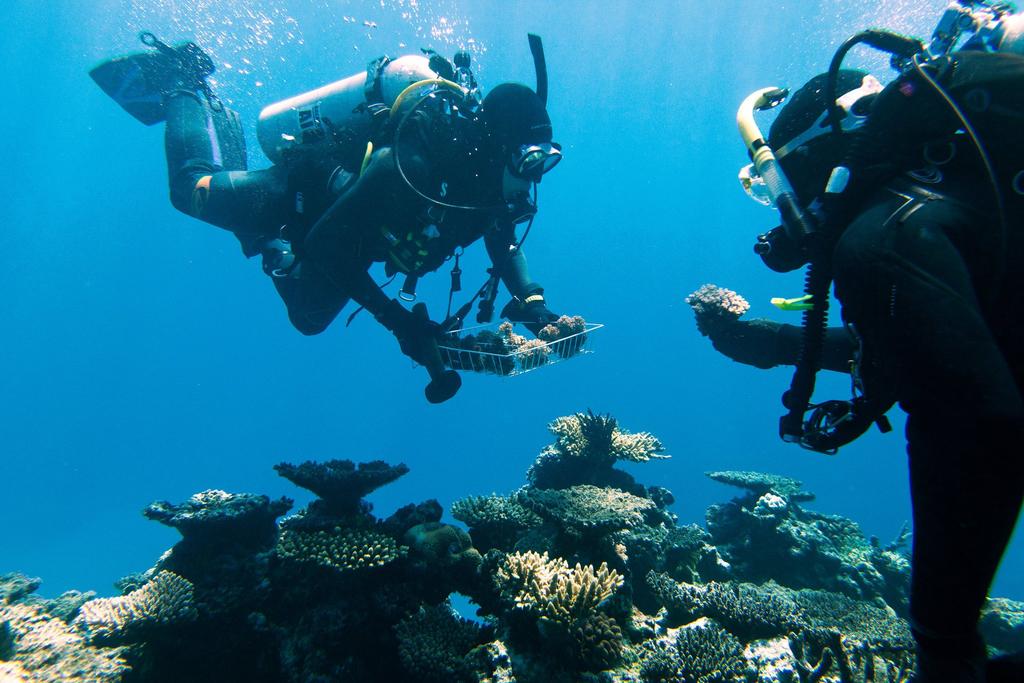 Australia, the reefs are a prime attraction in tourist economies worth billions. Dr.