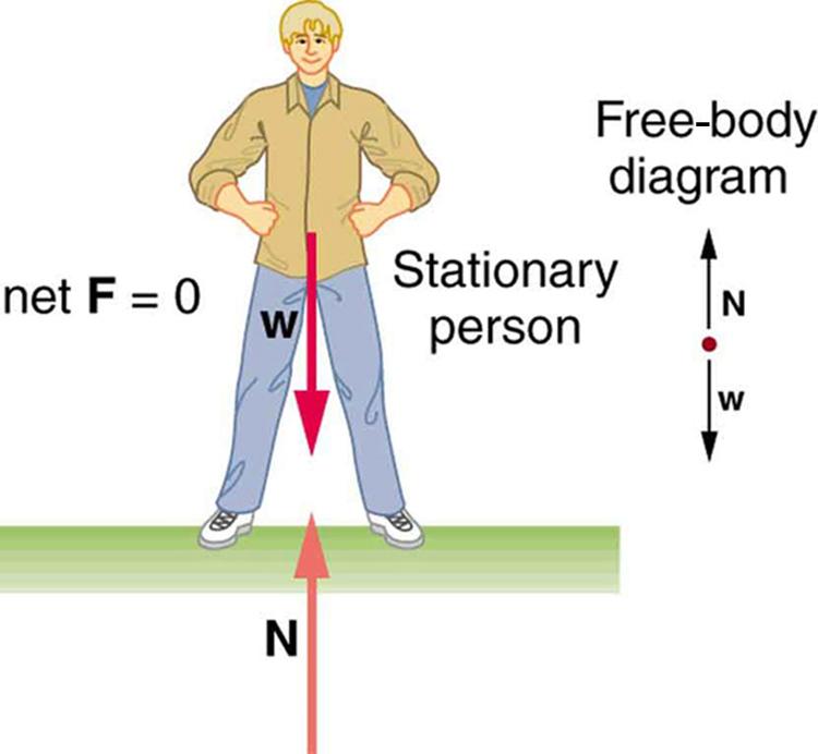 2 In Figure 1 (pictured below), there is an individual in what is known as static equilibrium that is to say, he is in a motionless state with no net forces acting upon him.