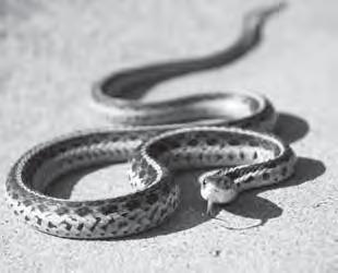 SNAKES Humane Solutions for Snake Removal We love snakes, but we know that they aren t always welcome visitors.