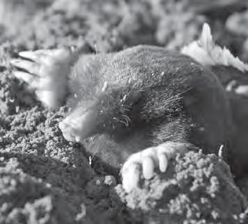 WILDLIFE CONTROL MOLES Mole Solutions Made Easy Every year WCS works hard to dig up the most effective mole solutions on the market.