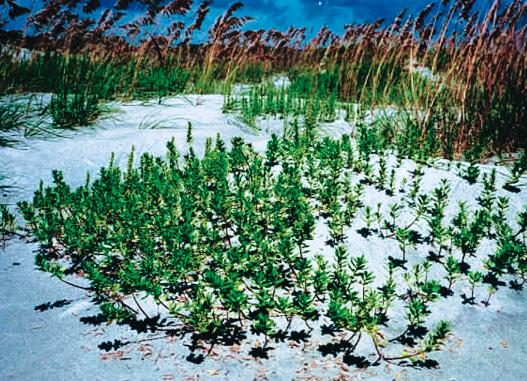 D U N E Dunes V E G E T A T I O N Planting Tips Rooted cuttings may be transplanted to the dunes during the spring and summer months and grow well when planted 8 inches deep in moist sand.