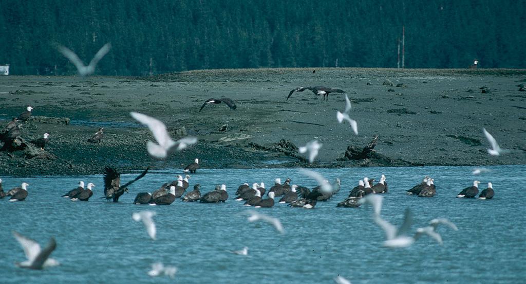 Burrowing sand lance attract a flock of eagles and gulls on the Mendenhall Wetlands near Juneau airport. 100 Bonaparte gulls hover, then plunge into the water after them.