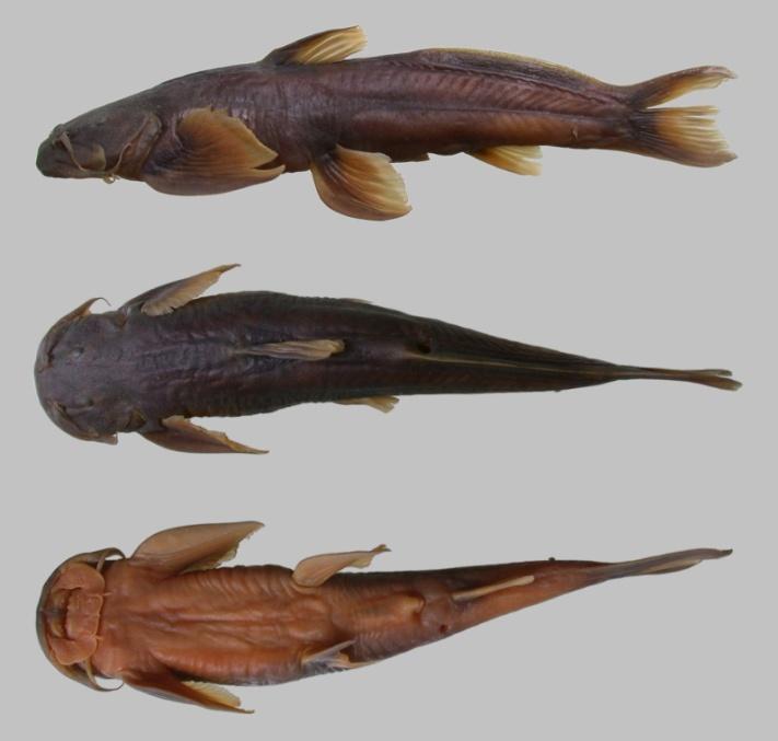 see Etymology of the new species below). There are two nominal species recorded in China: E. labiatum from upper Brahmaputra and Irrawaddy drainages (Chu & Mo, 1999), and E.