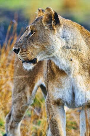 Representing the next generation of conservationists in Zambia, she is an expert on the bushmeat trade a devastating threat to lions wiping out its prey species.