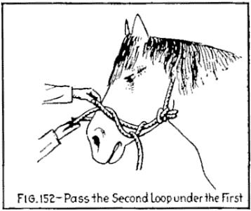 Fig. 151 shows the second step to be followed, that of passing the rope around the animal's head twice, while Fig.