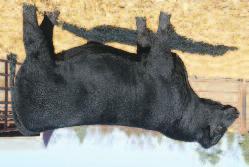 BLACKCAP MAY PREGNANCIES h CORNER STONE 26a Regard Blackcap May 7306 heifer pregnancy due: 9.1.