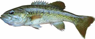 Redeye Bass: (Micropterus coosae) Other name: Coosa bass TWRA Staff Redeye bass are native to the Conasauga River system in extreme southeastern Tennessee.