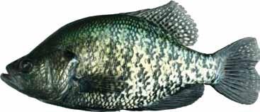 Although both are common in their Tennessee range, white crappie are more abundant.