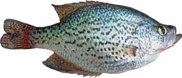waters, and are often associated with aquatic vegetation and sandy to muddy bottoms. In the spring, they eat more bottom-dwelling insects than white crappie.